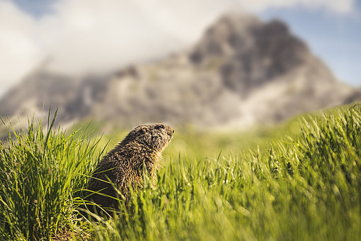 Ein Murmeltier sitzt in einer Bergwiese