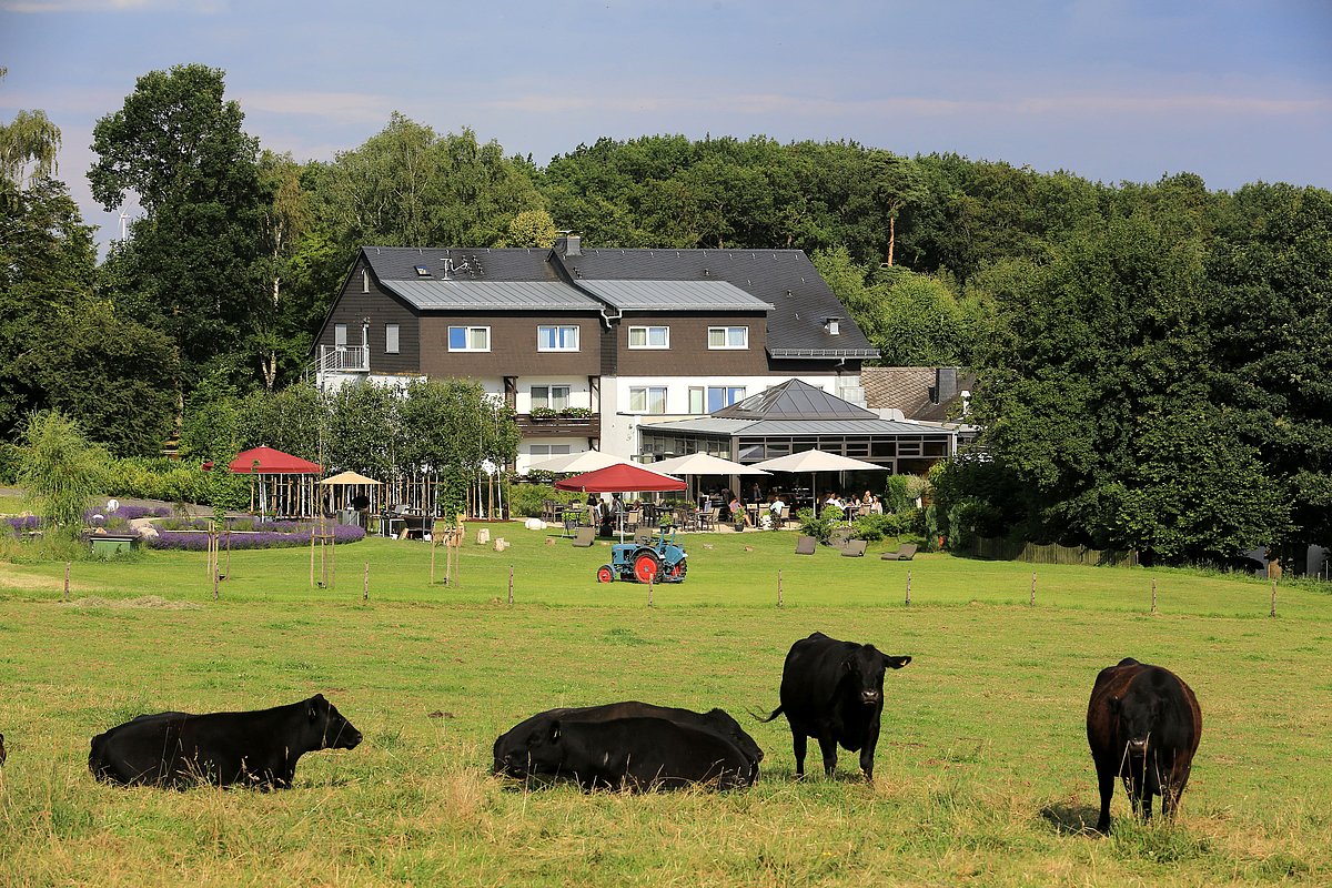 Vor dem Hotel Birkendorf stehen und liegen vier Rinder auf der direkt angrenzenden Weide
