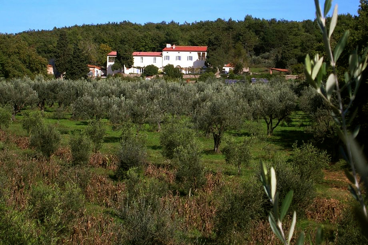 Olivenhain mit Landgut-Gebäude im Hintergrund