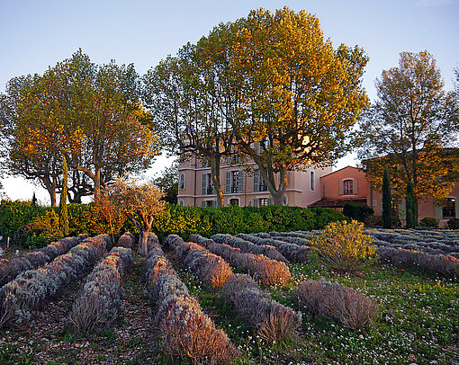 Château Duvivier, Weinreben vor einem Steinhaus