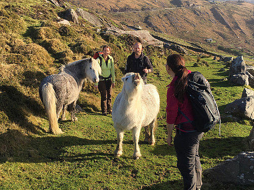 Eine Wandergruppe mit wilden Ponys auf einer irischen Wiese