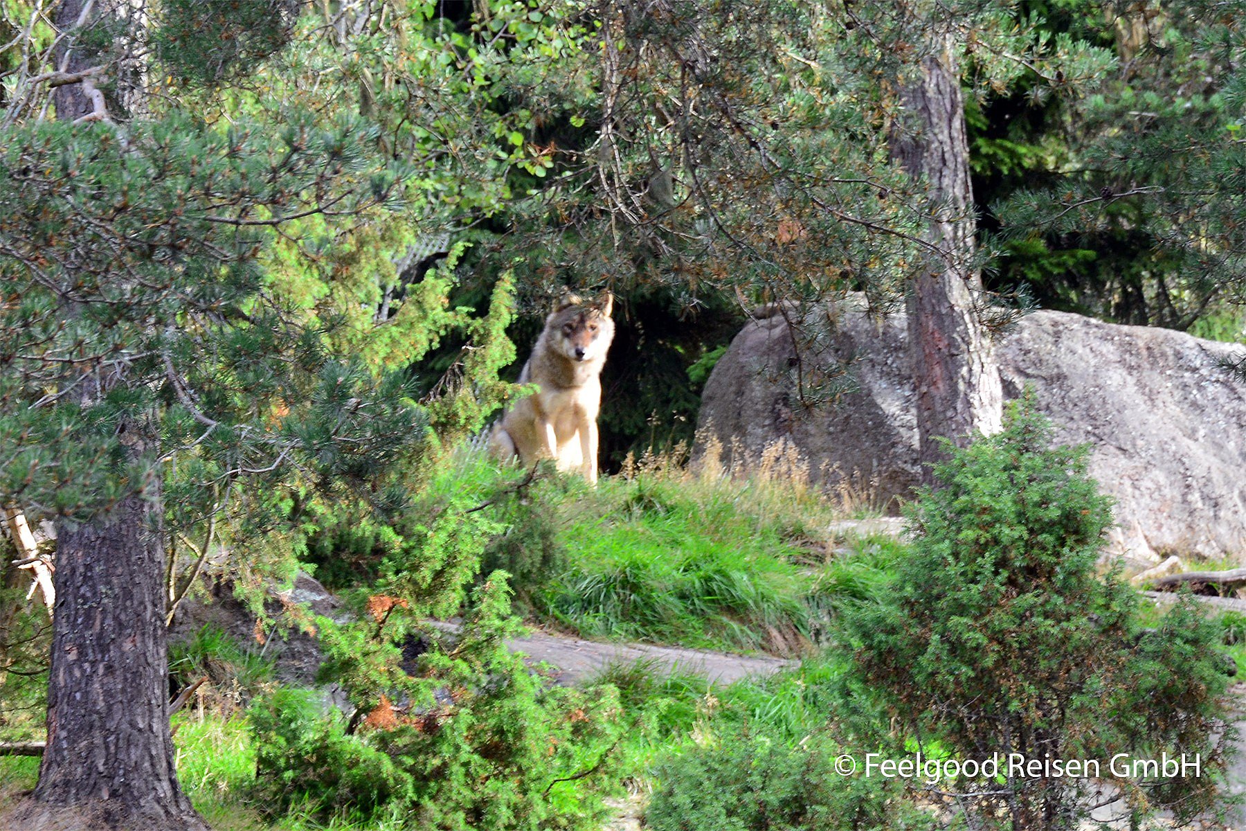 Ein Wolf sitzt im Wald und blickt Richtung Kamera
