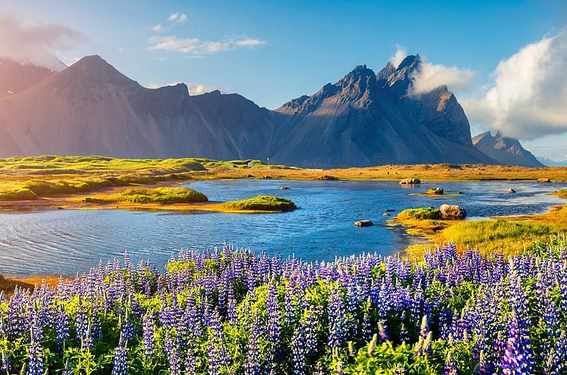 Landschaftsbild, Berge im Hintergrund, vorne eine große Blumenwiese