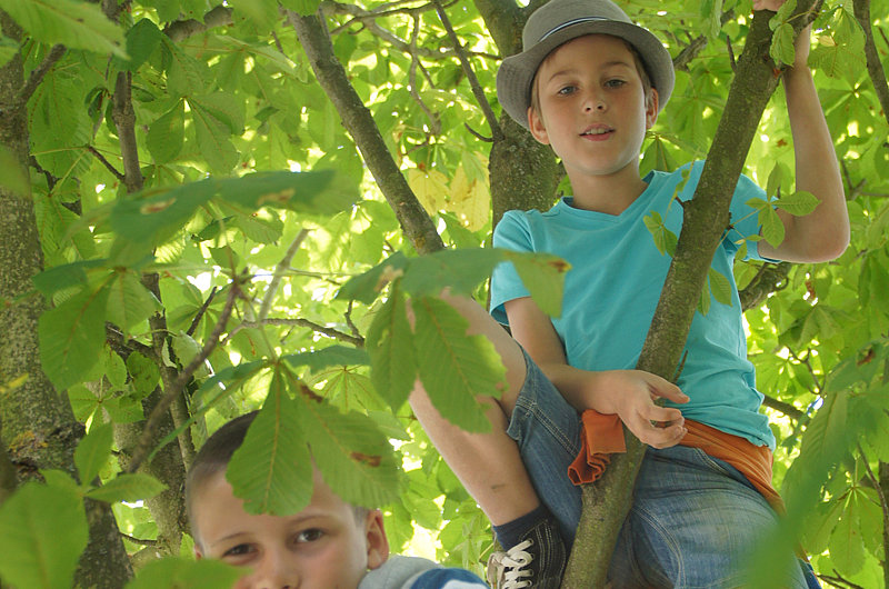 Zwei Jungs klettern in einem Baum