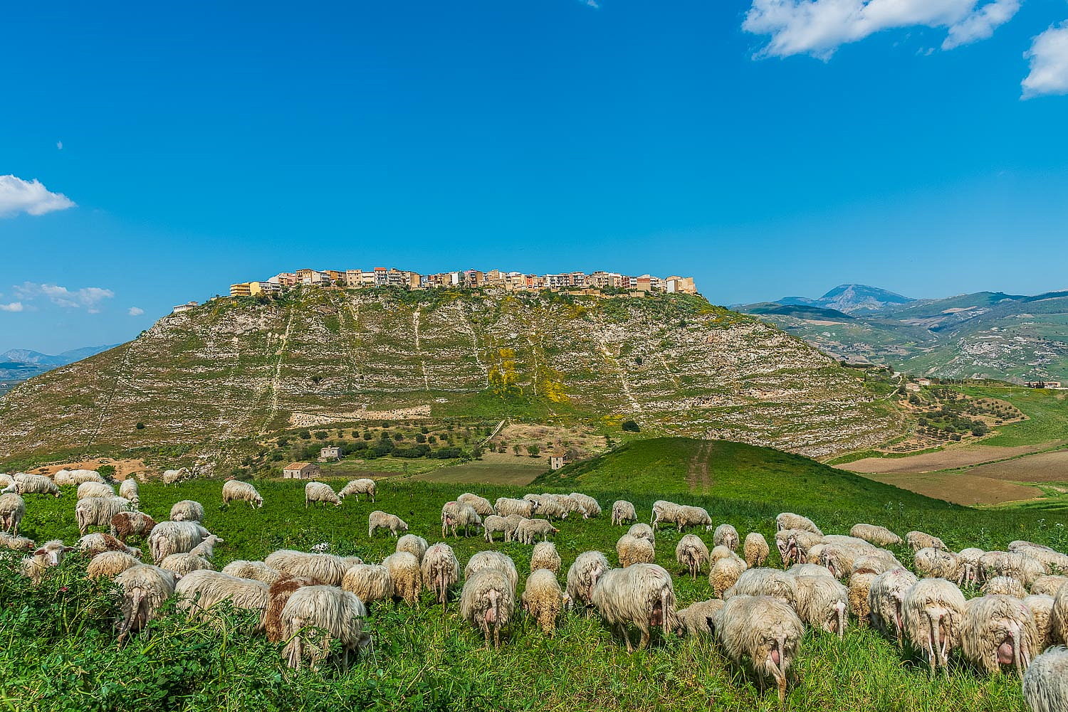 Schafsherde, Stadt oben auf dem Berg