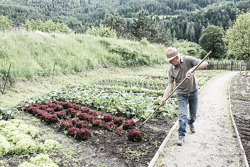 Ein ältere Mann arbeitet im Gemüsegarten