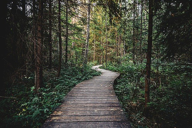 Ein hölzener Wanderweg, der durch einen dichten Wald führt