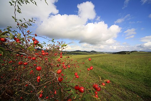 Wiese mit Hagebuttenstrau im Vordergrund