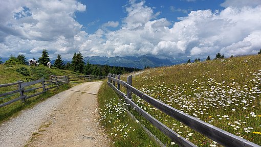 Wanderweg in den Bergen mit Blumenwiese