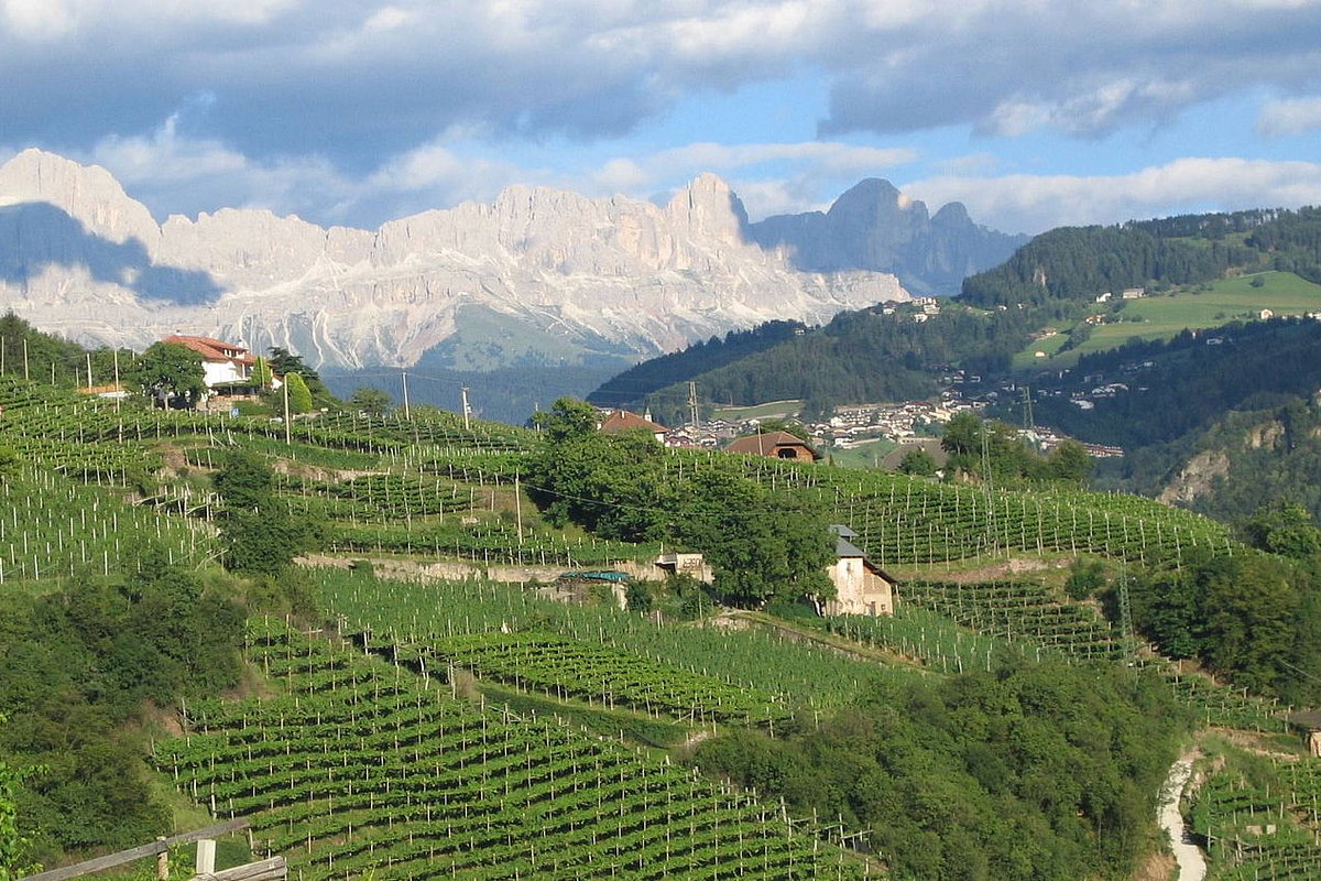Berge im Hintergrund mit viel Weinanbau im Vordergrund