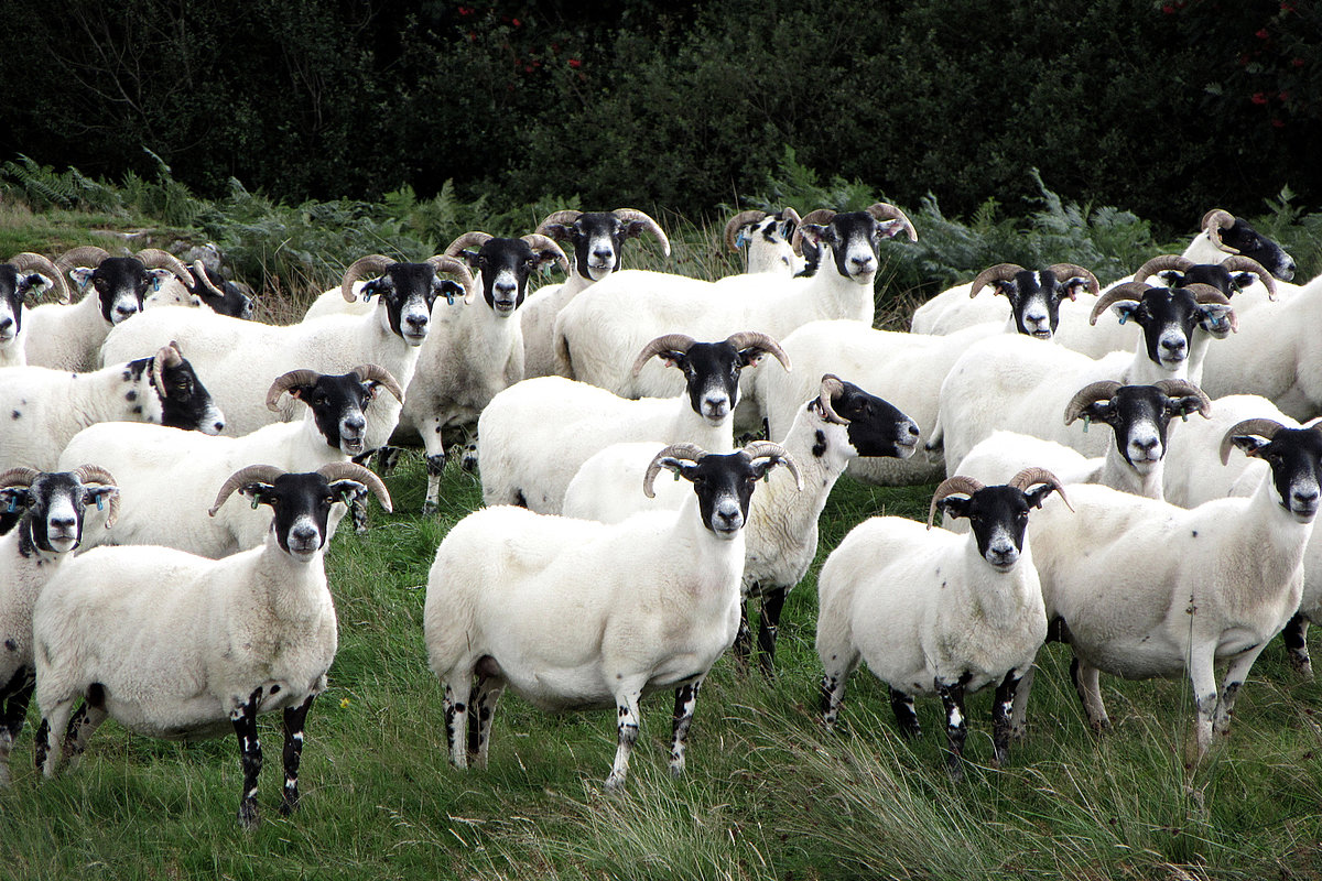 Eine Herde weißer Schafe blickt in die Kamera.