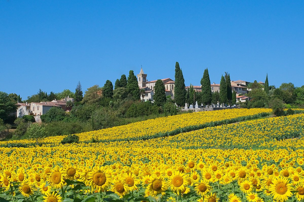 Ein französisches Sonnenblumenfeld