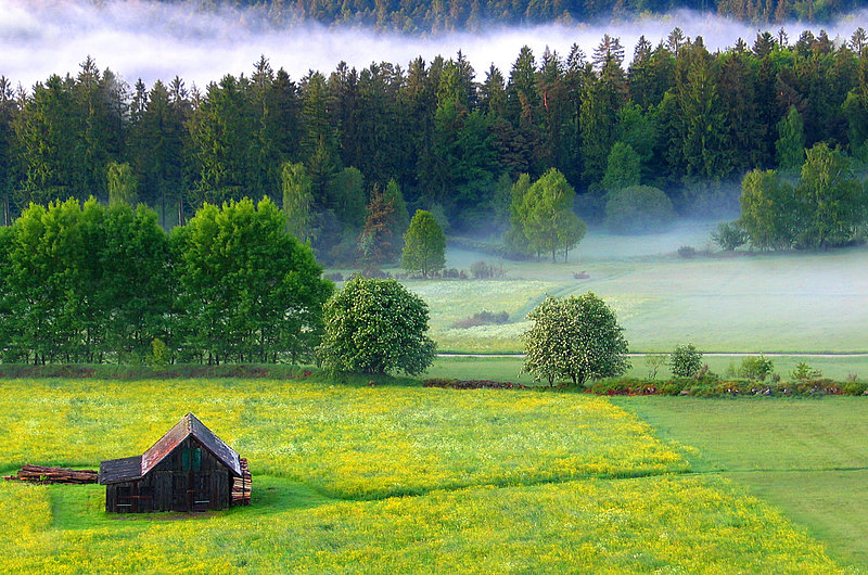 Eine Hütte auf einem Feld vor einem nebligen Wald