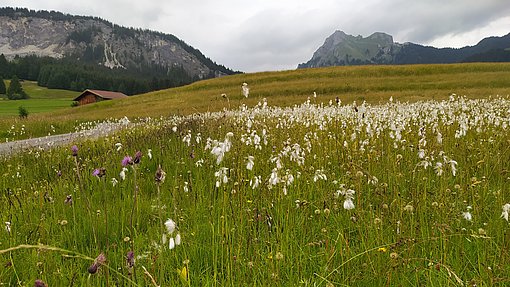 Blühende Alpenwiese im Tannheimer Tal