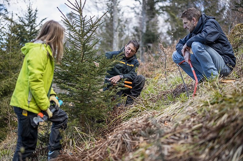 Zwei Freiwillige werden in die richtige Art des Baumfällens eines Nadelbaumes im Naturpark Südschwarzwald unterwiesen