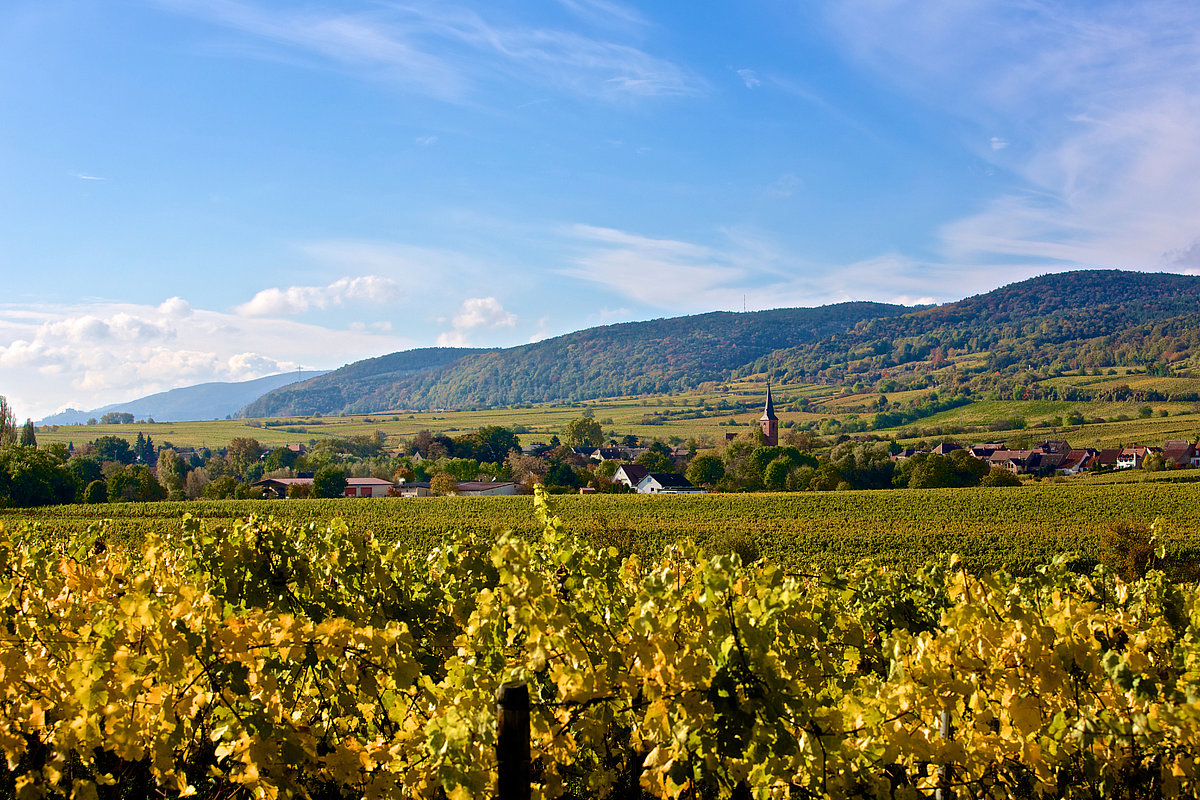 Blick auf eine grüne Landschaft bestehend aus Hügeln, Weinreben und Dörfern